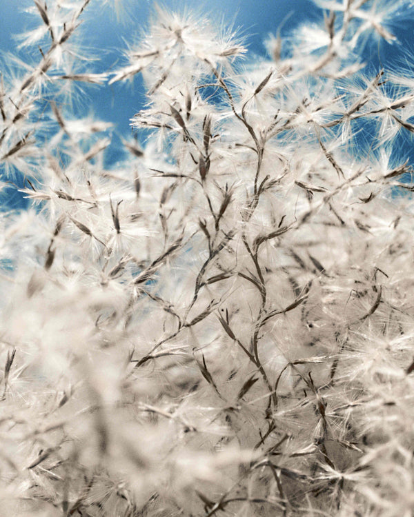 BYREDO - CANDLE - (COTTON POPLIN)