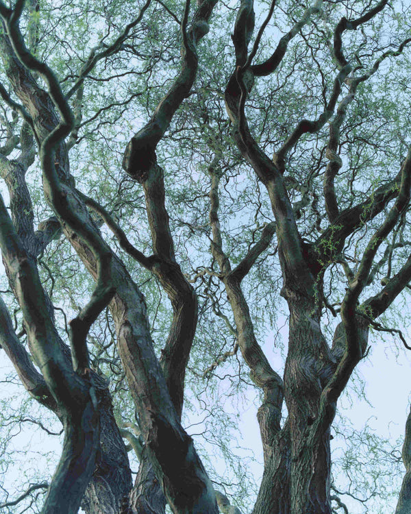 BYREDO - CANDLE - (TREE HOUSE)