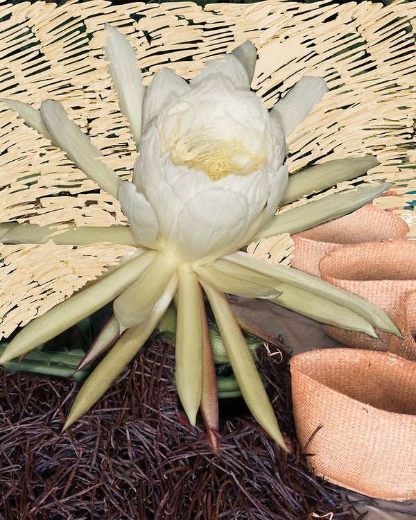 BYREDO - NIGHT VEILS - (VANILLE ANTIQUE)