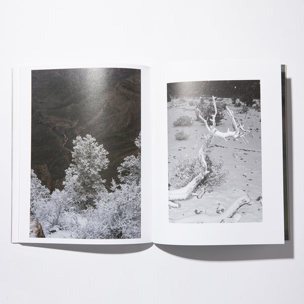 STACKS BOOKSTORE COLLIN SUSSINGHAM DISAPPEAR INTO EARTH